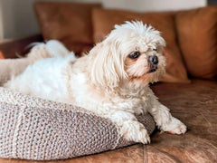 Dog Bed (Crochet)