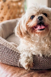 Dog Bed (Crochet)