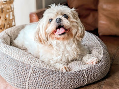 Dog Bed (Crochet)
