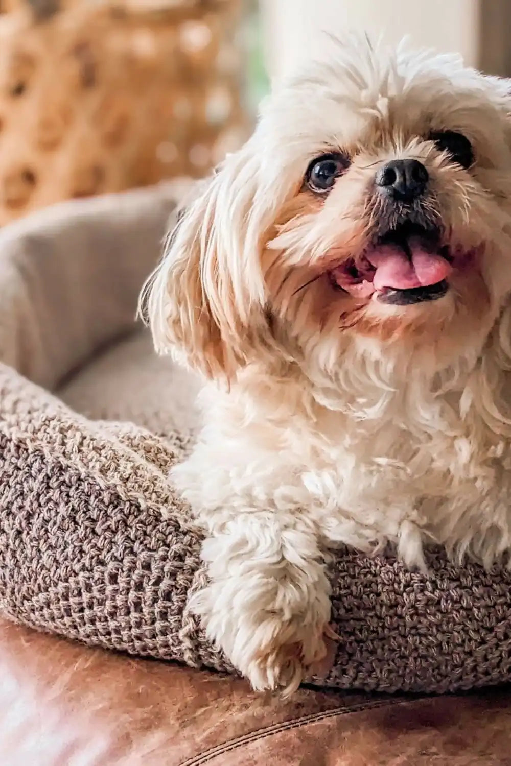 Dog Bed (Crochet)